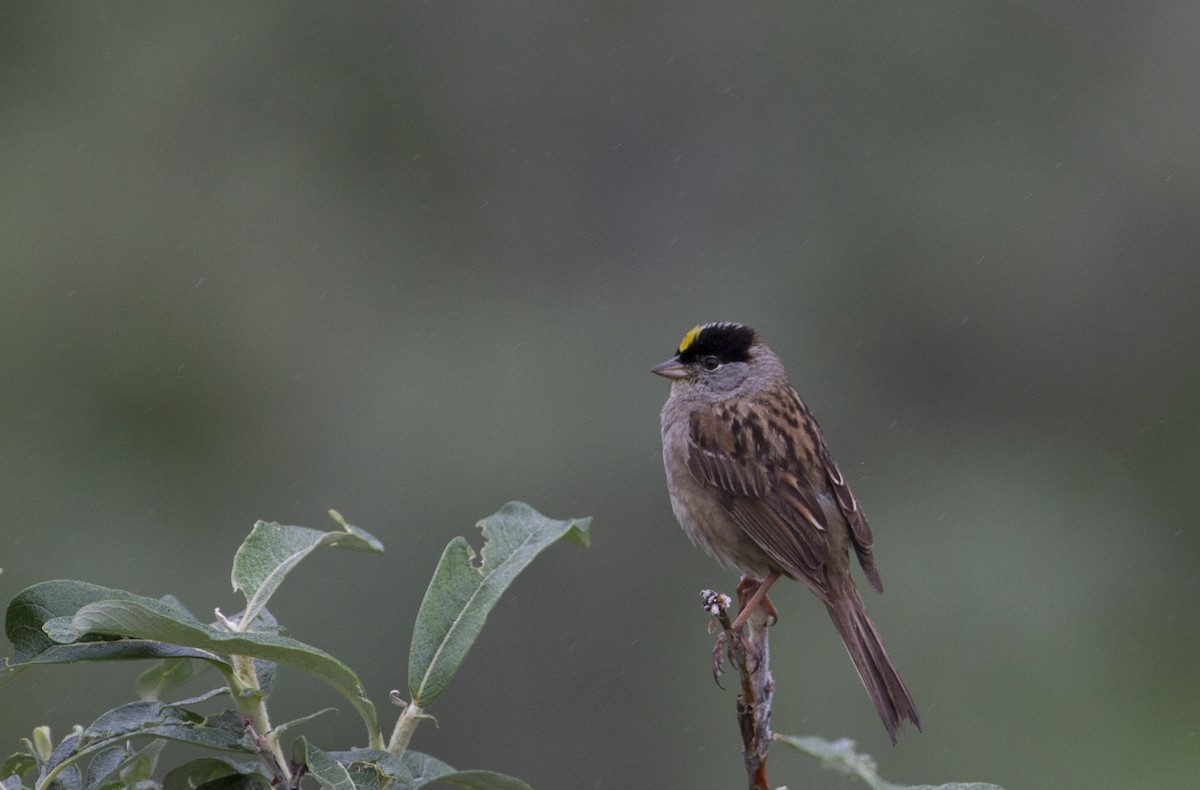 Golden-crowned Sparrow - Fabio Schunck