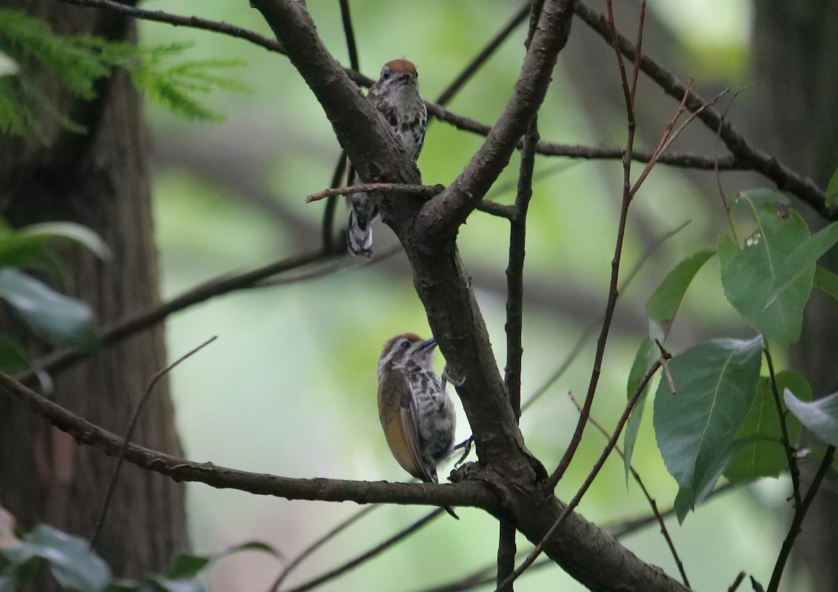 Speckled Piculet - Cheng Qian