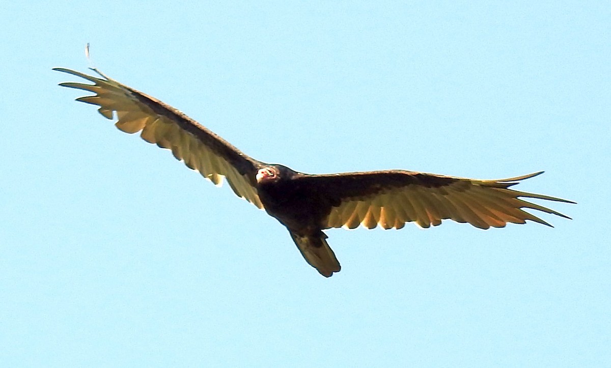 Turkey Vulture - ML170266171