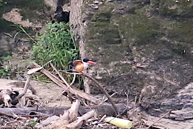 Black-capped Kingfisher - Leith Woodall