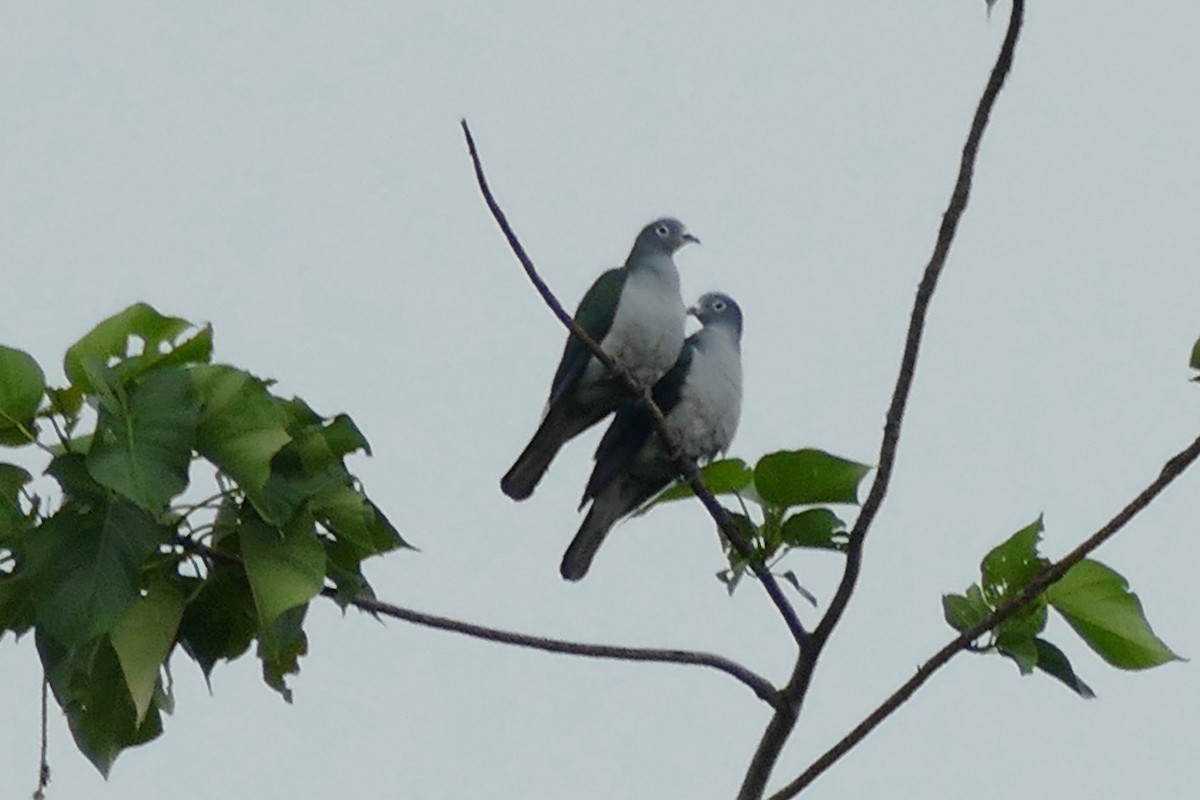 Spectacled Imperial-Pigeon - ML170268661