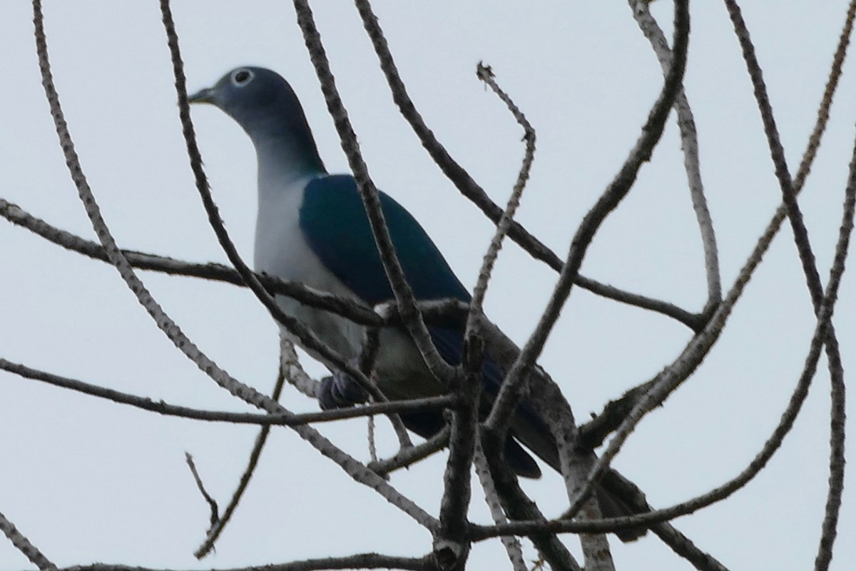 Spectacled Imperial-Pigeon - ML170268731