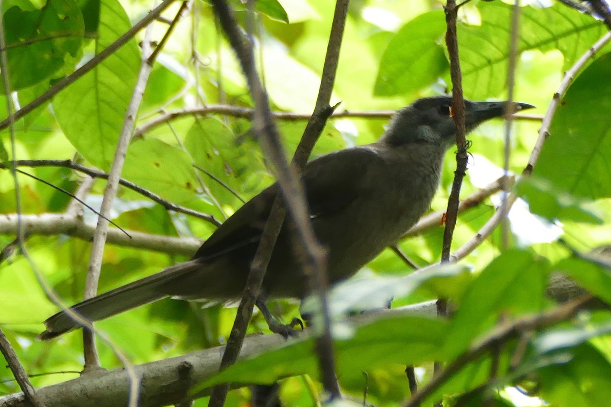 Morotai Friarbird - ML170269161