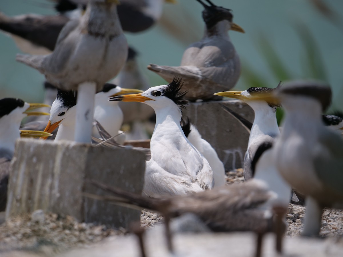 Chinese Crested Tern - ML170269321