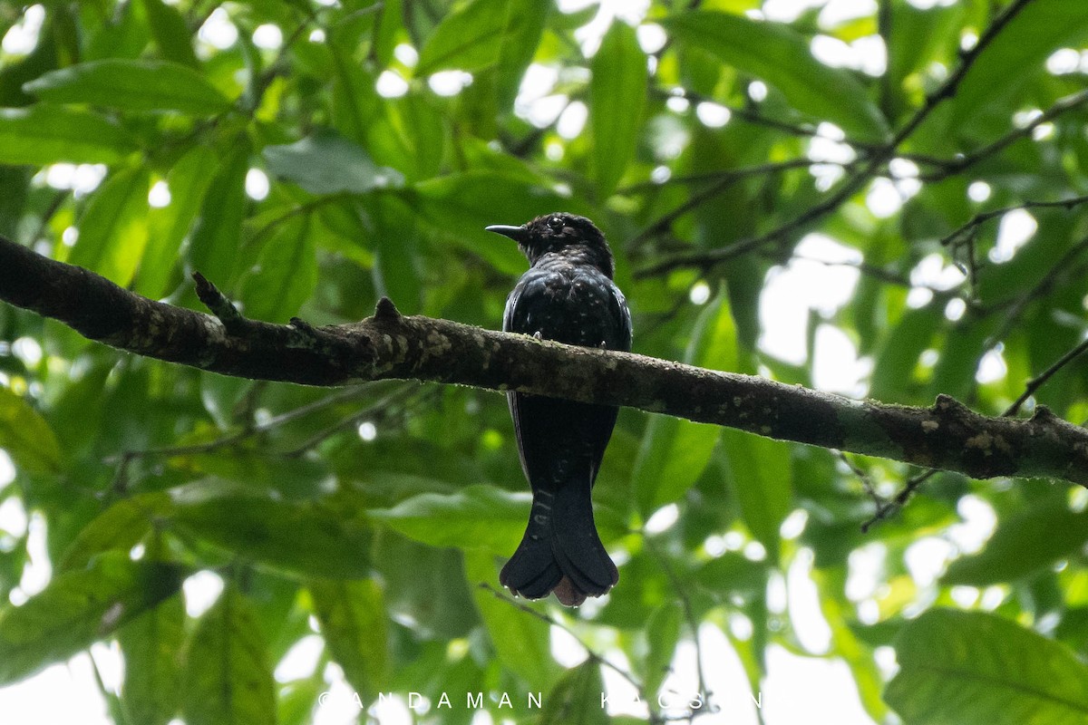Square-tailed Drongo-Cuckoo - Andaman Kaosung