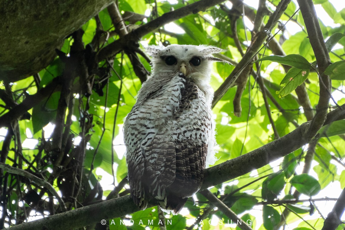 Spot-bellied Eagle-Owl - ML170270831