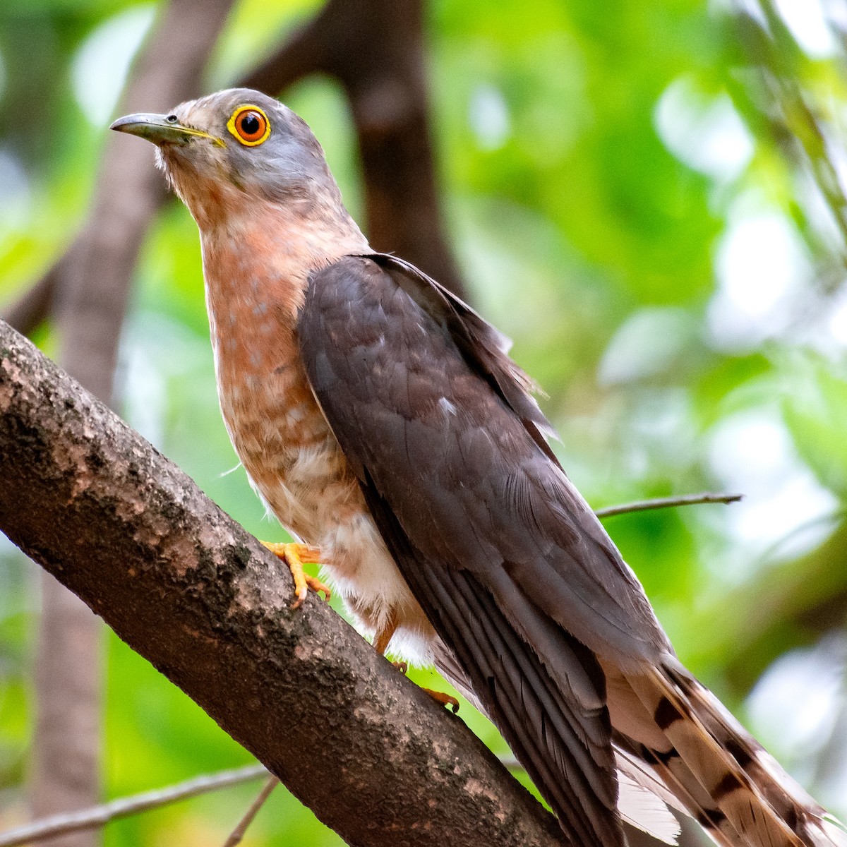 Common Hawk-Cuckoo - Srinivas Mallela