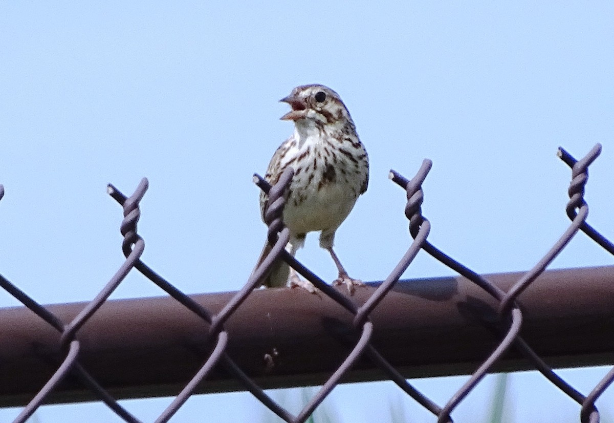 Vesper Sparrow - ML170274651