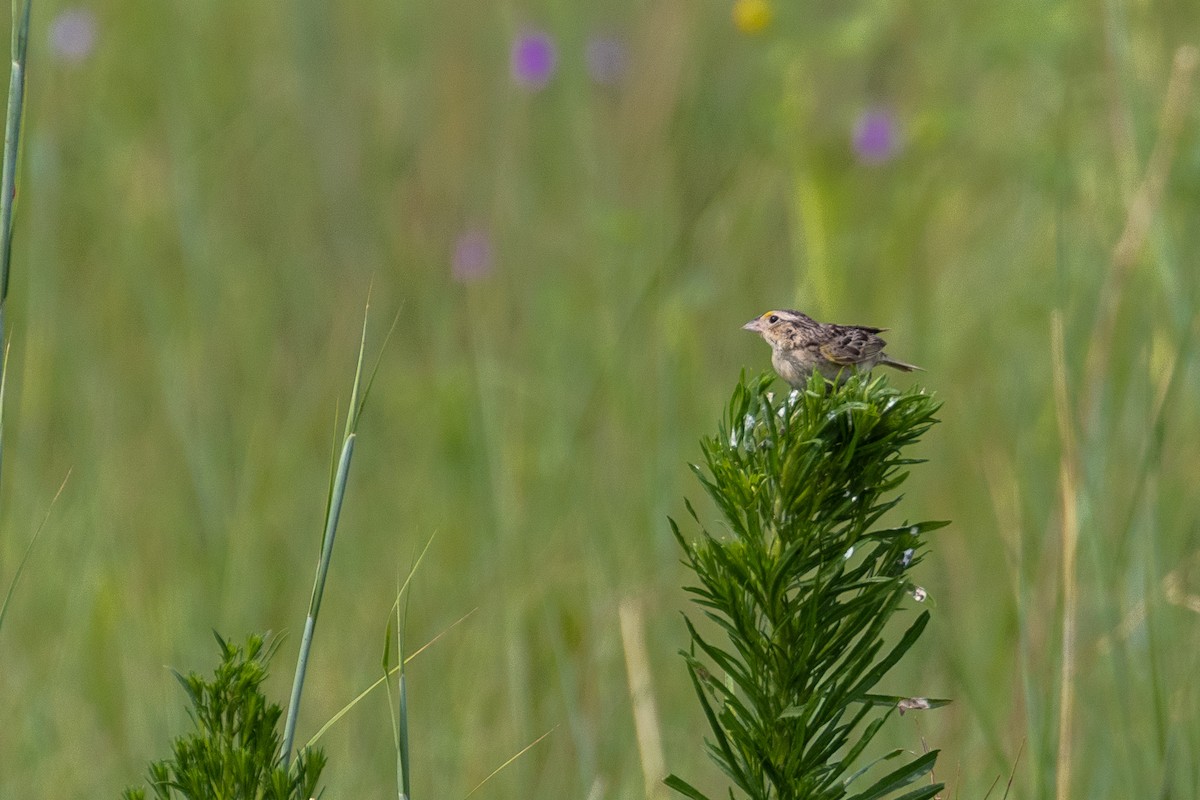 Grasshopper Sparrow - Rita Flohr