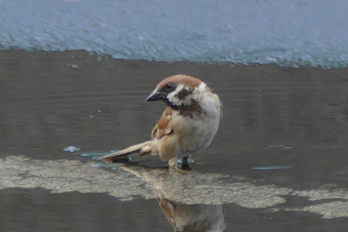 Eurasian Tree Sparrow - ML170284811