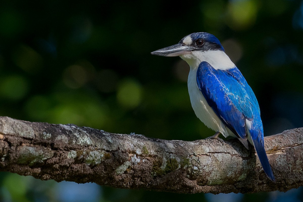 Forest Kingfisher - ML170289031