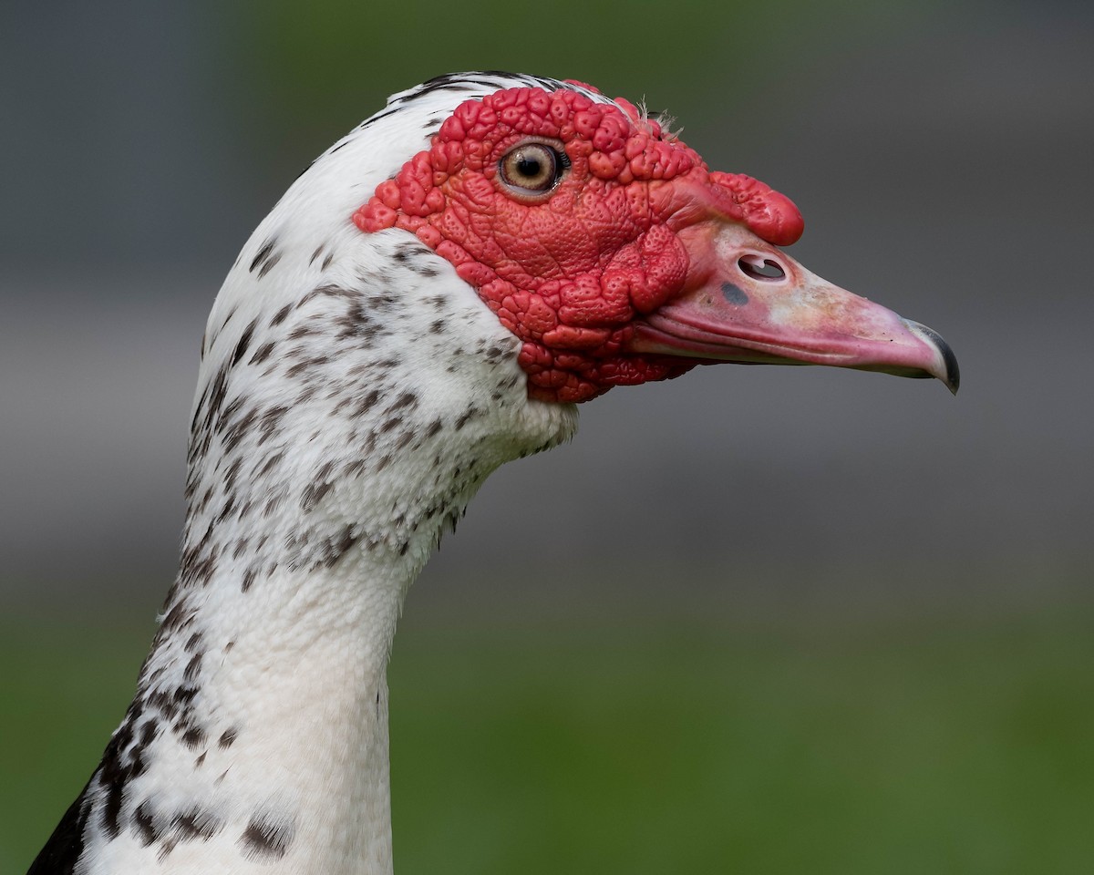 Muscovy Duck (Domestic type) - Terence Alexander