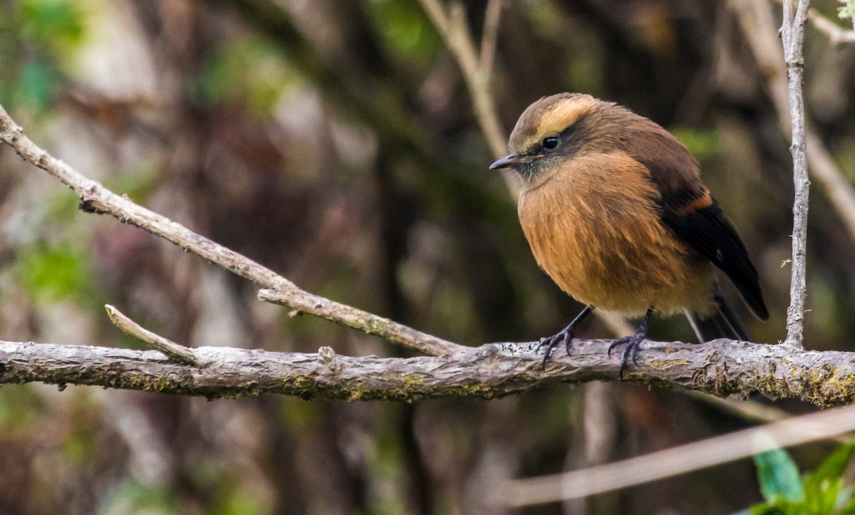 Brown-backed Chat-Tyrant - ML170289841