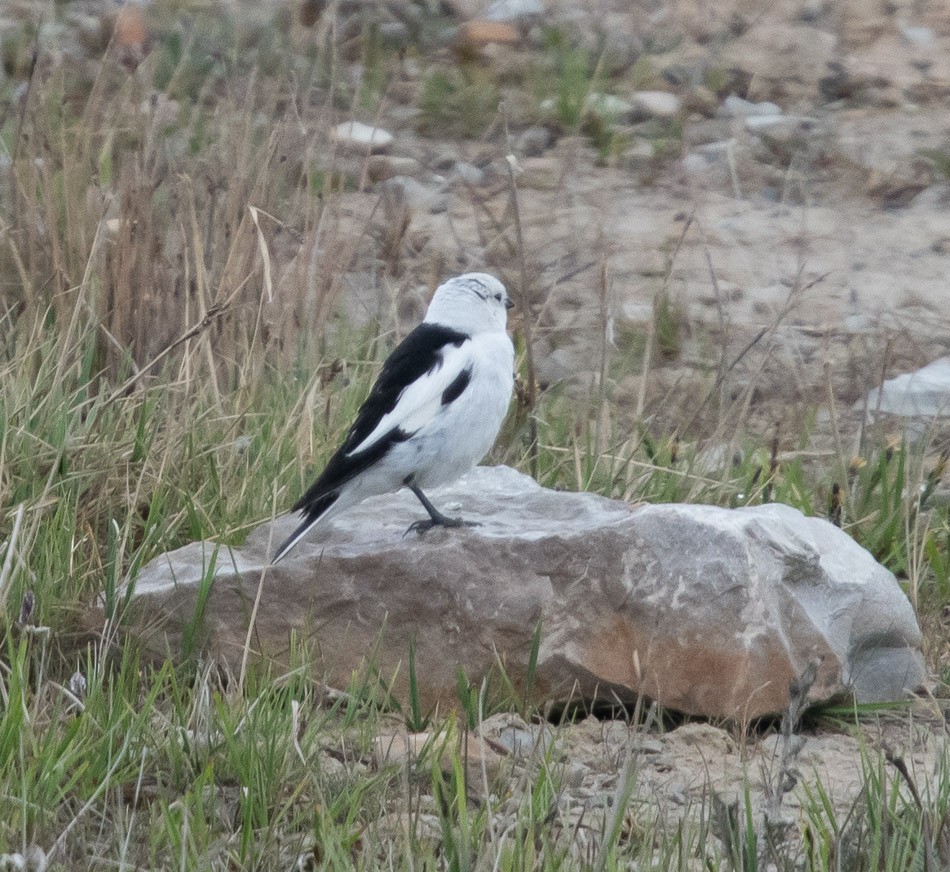 Snow Bunting - Larry Bowdre