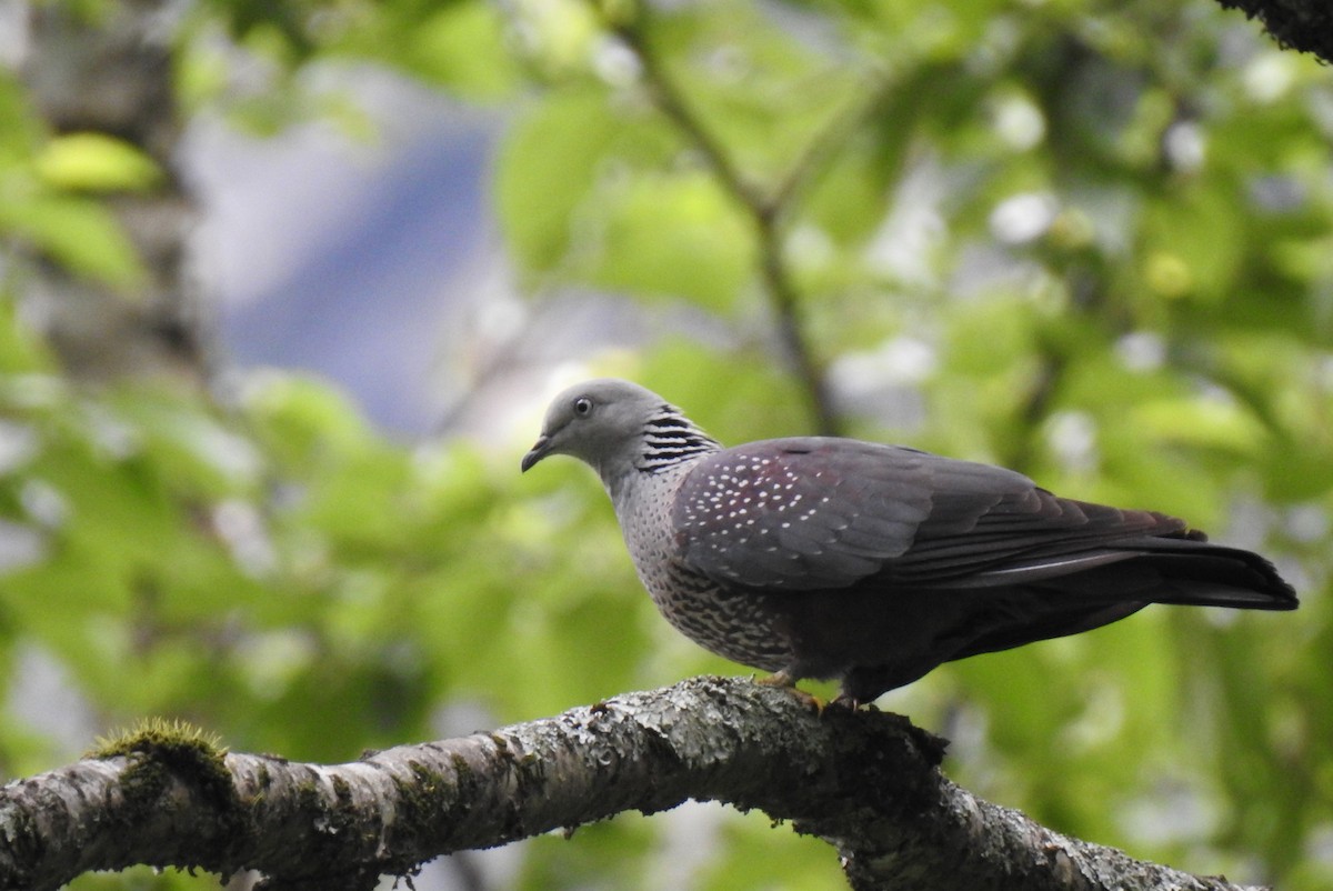 Speckled Wood-Pigeon - ML170292721