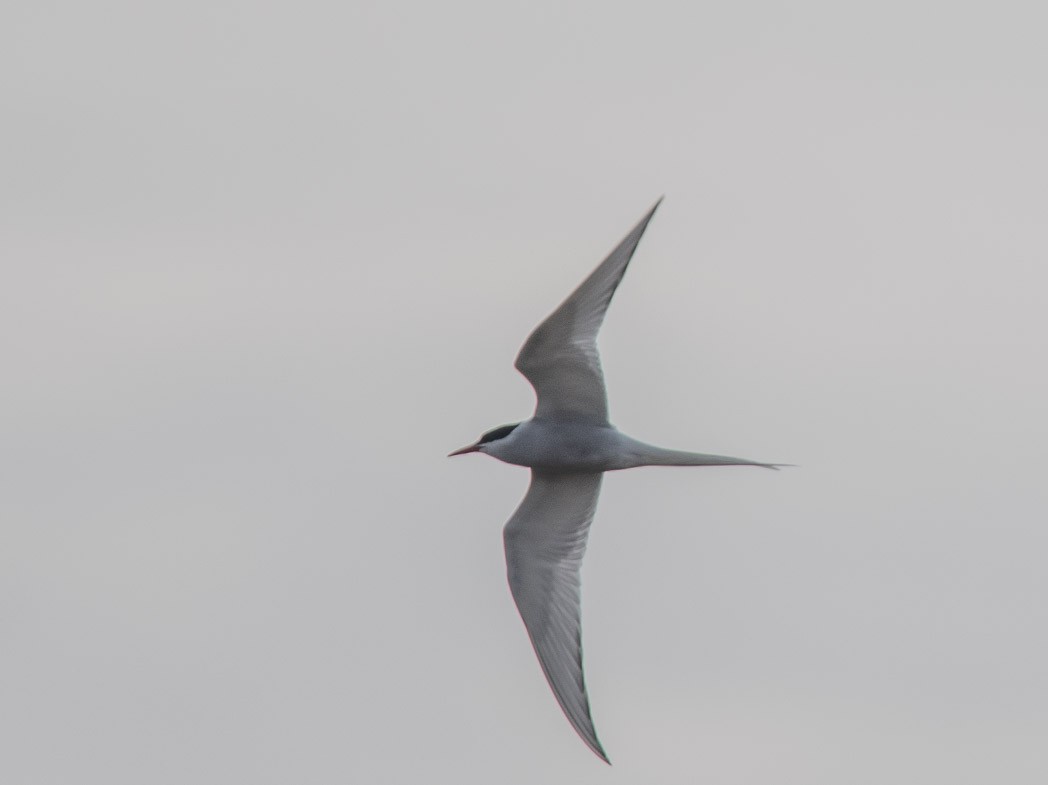 Arctic Tern - ML170293591