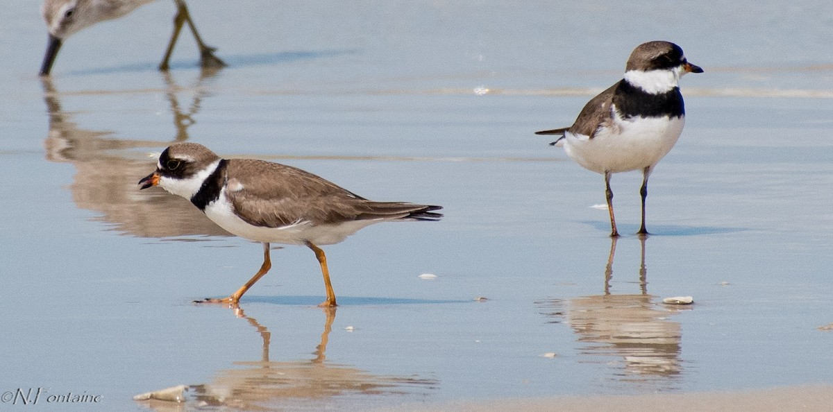 Semipalmated Plover - Natasza Fontaine
