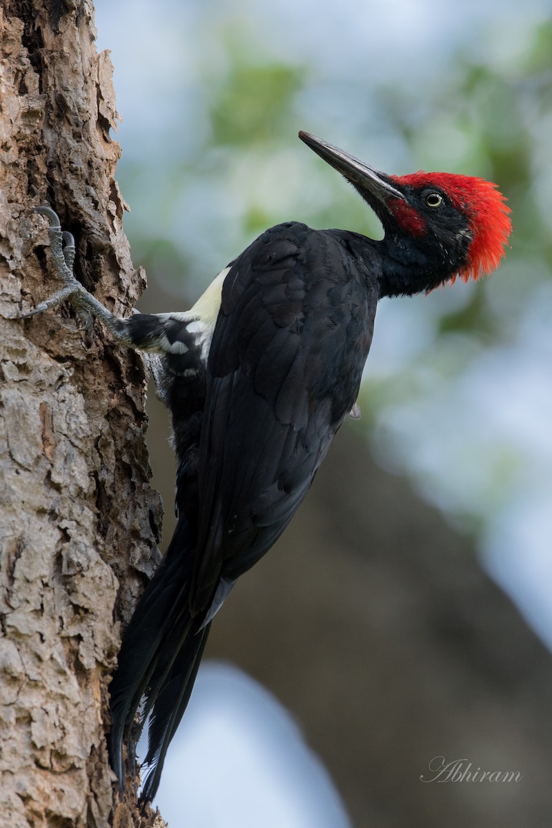 White-bellied Woodpecker - Abhiram Sankar