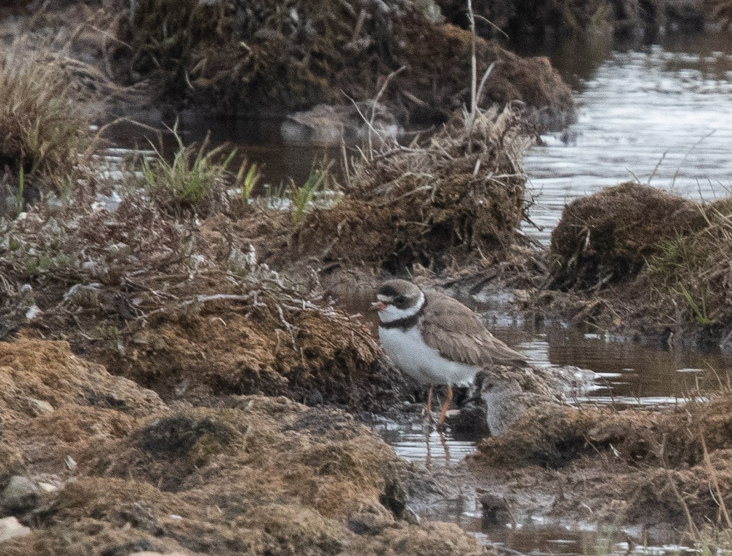 Semipalmated Plover - ML170297631
