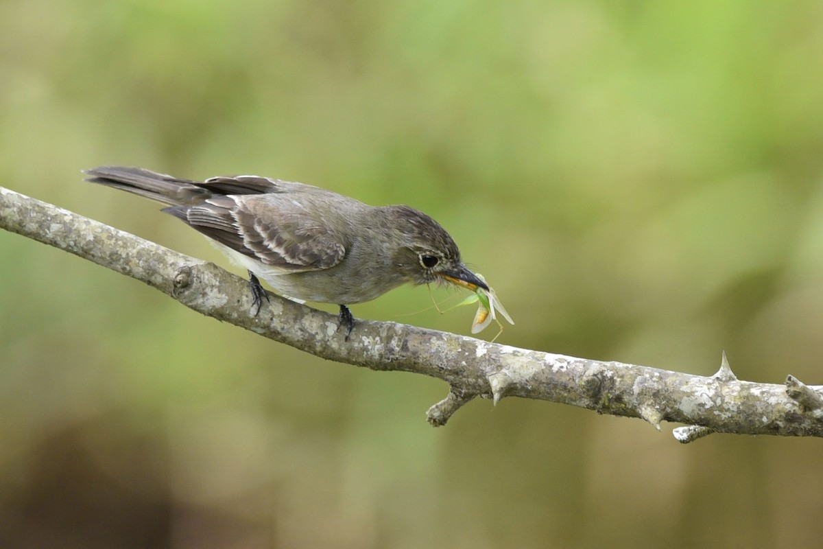 Northern Tropical Pewee - Daniel Irons
