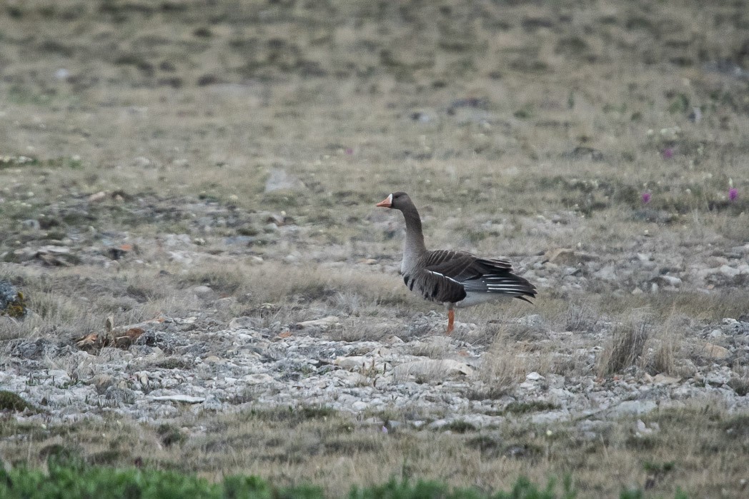 Greater White-fronted Goose - ML170298651