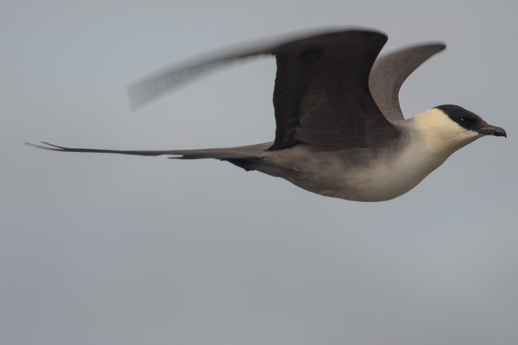 Long-tailed Jaeger - ML170298751