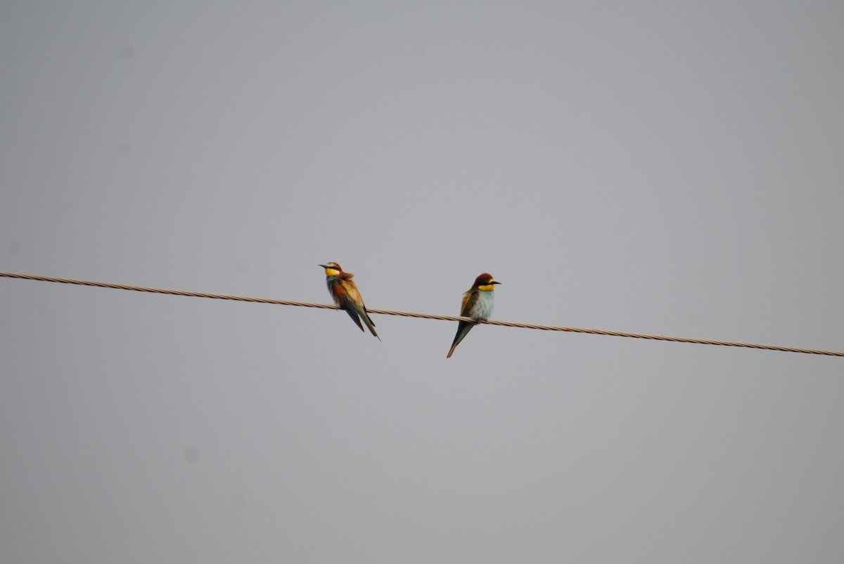 European Bee-eater - ML170298841