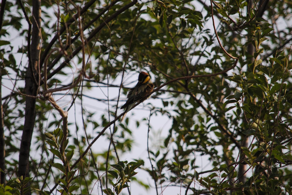 European Bee-eater - ML170298891