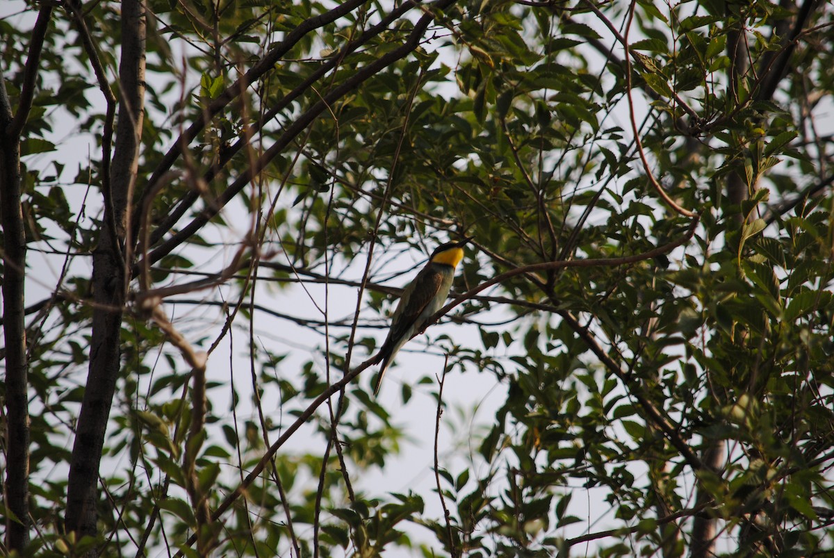 European Bee-eater - ML170298901