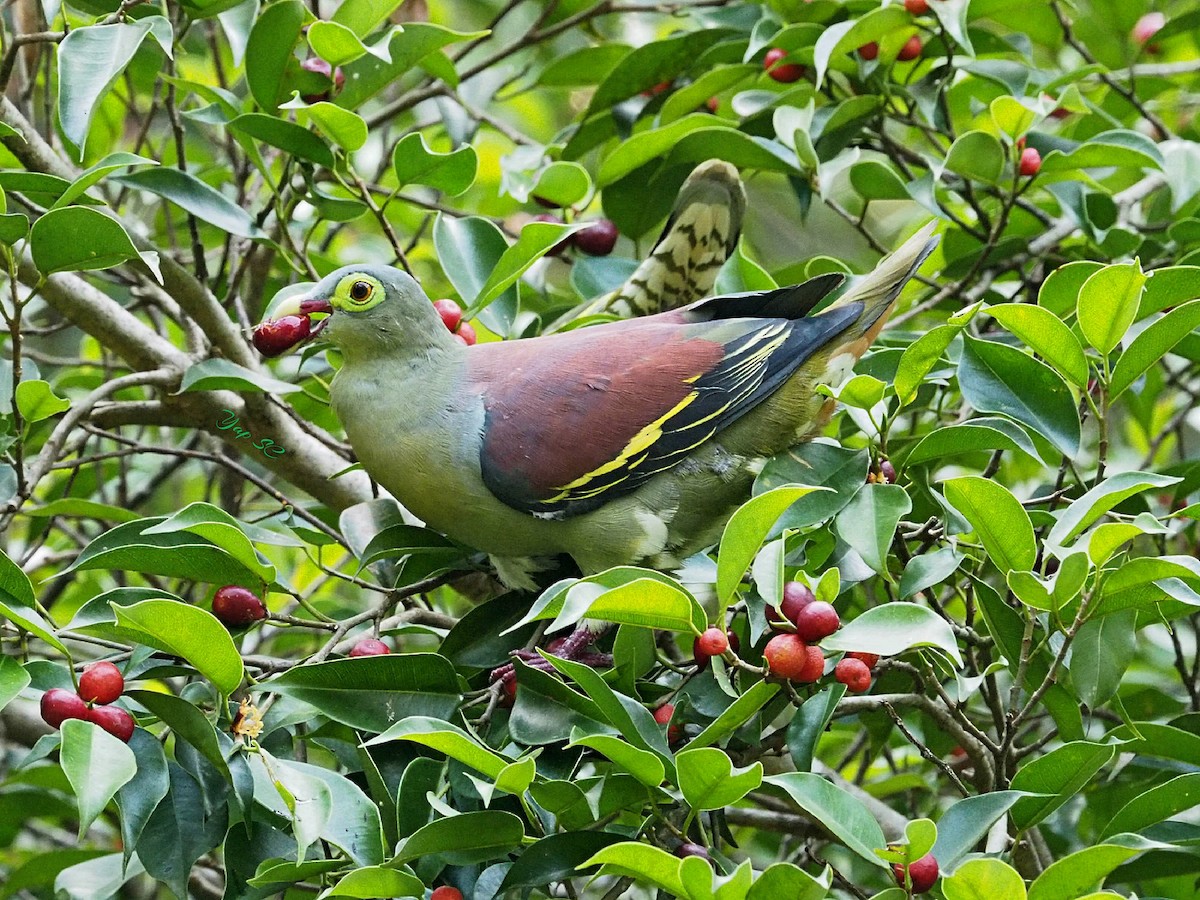 Thick-billed Green-Pigeon - Sue Chew Yap