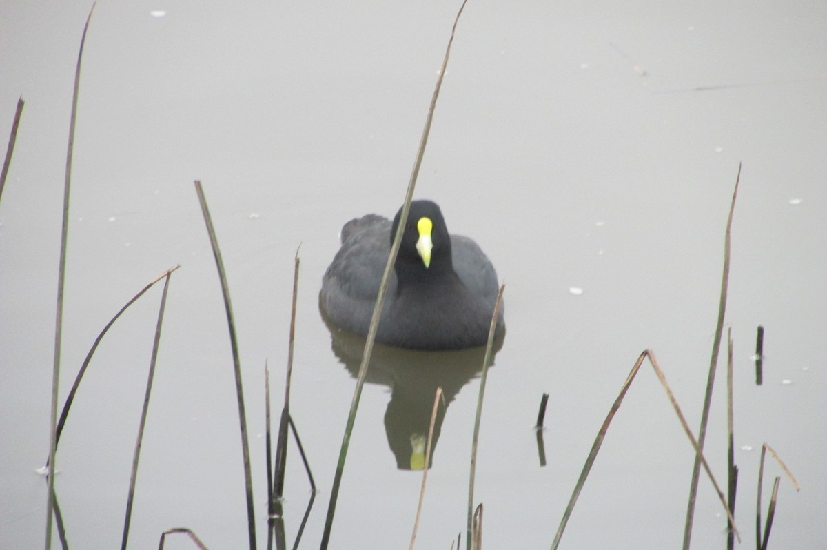 White-winged Coot - ML170301611