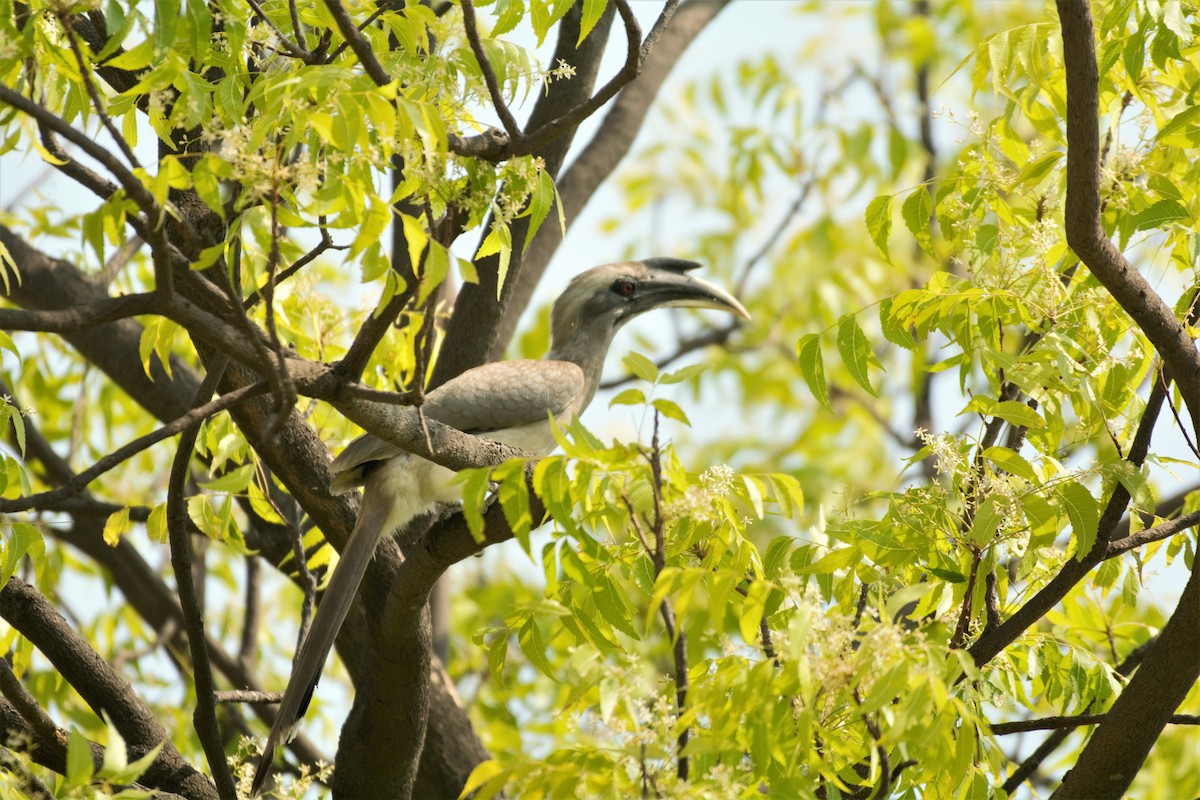 Indian Gray Hornbill - Puspita Jena