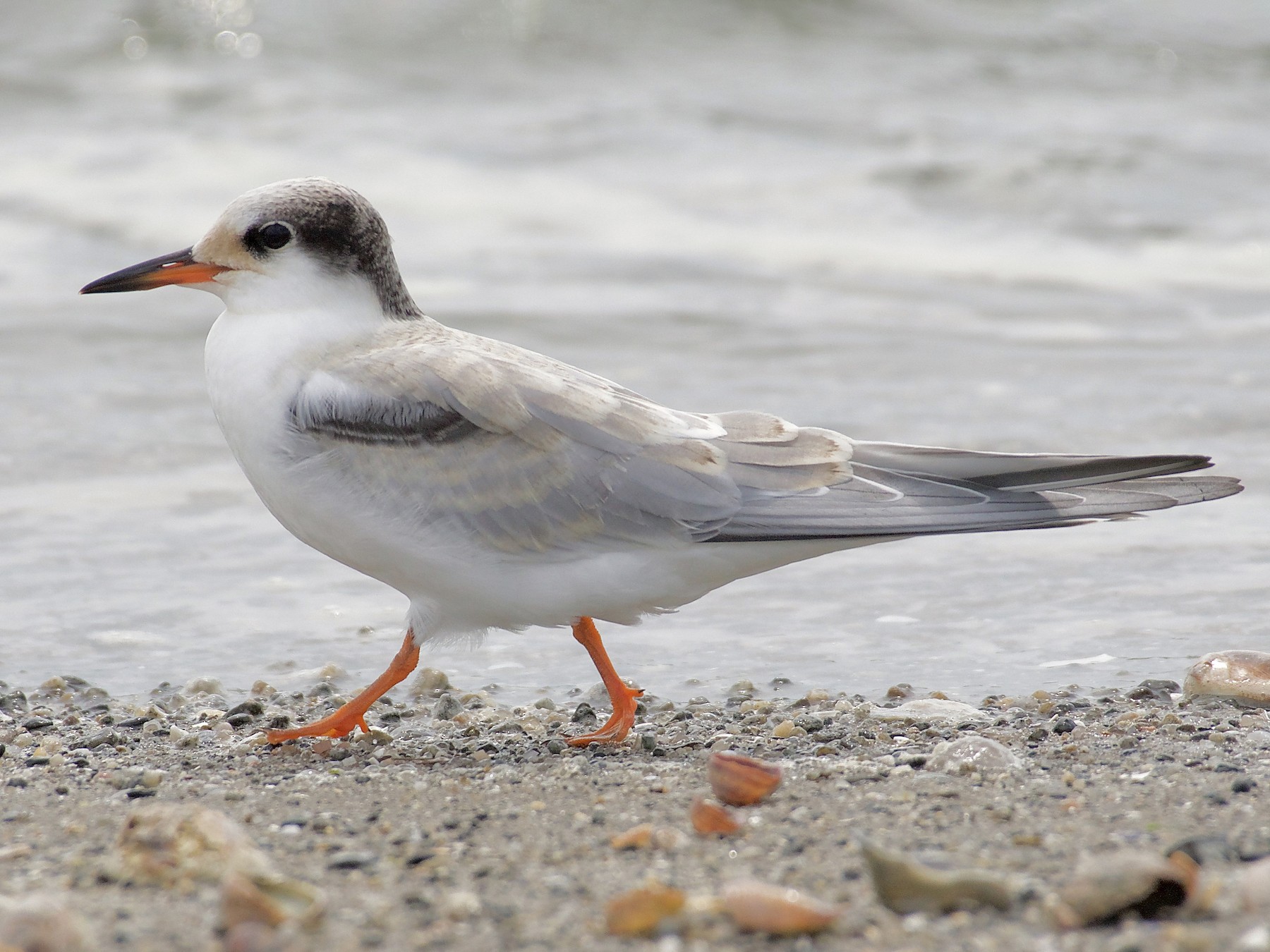 Common Tern - L. Olsen