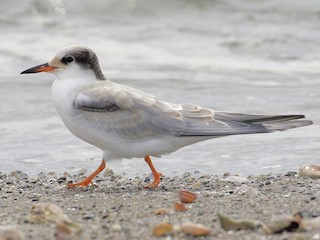 アジサシ - eBird