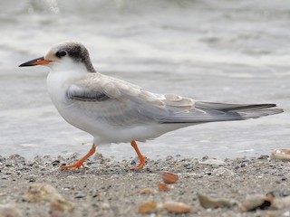 Молодая птица (hirundo/tibetana) - Linda Ankerstjerne Olsen - ML170310951