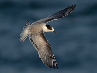 Immature (hirundo/tibetana) - Max McCarthy - ML170310991