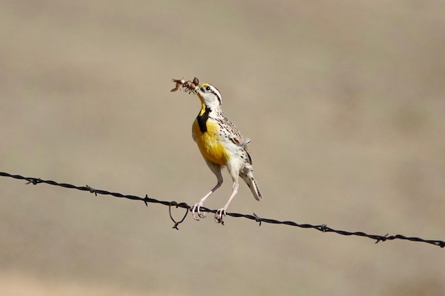 Adult with food for nestlings. - Chihuahuan Meadowlark - 