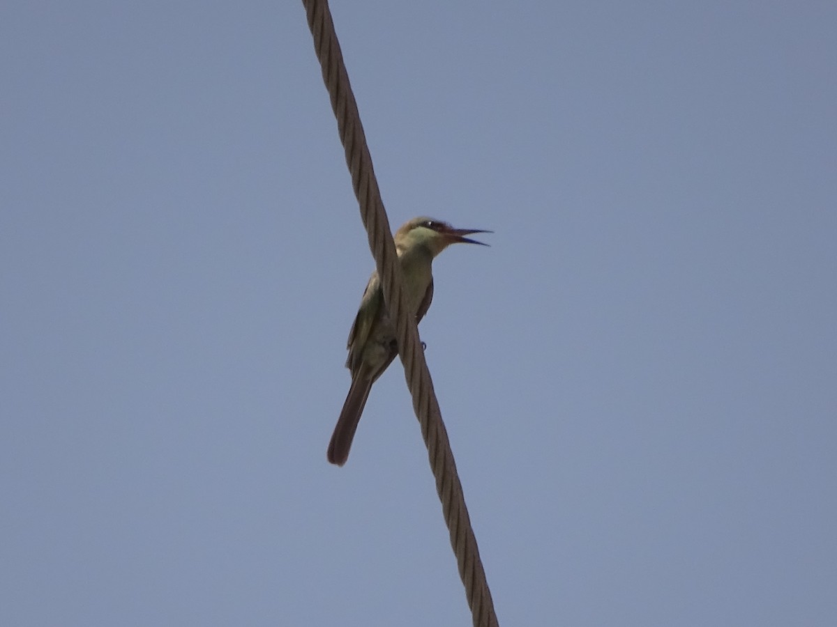 Arabian Green Bee-eater - Jacky Judas