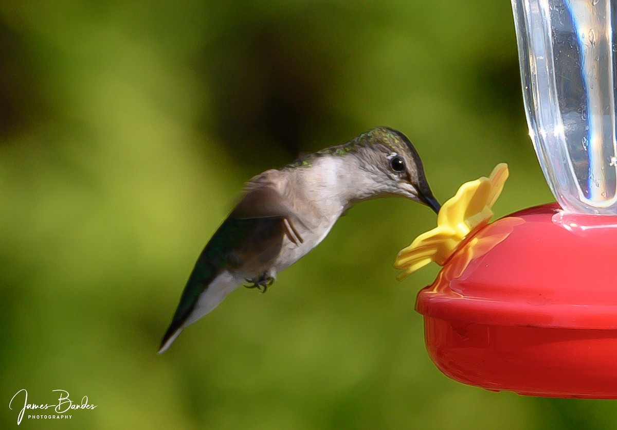 Ruby-throated Hummingbird - James Bandes