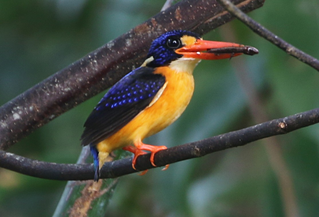 Moluccan Dwarf-Kingfisher (Seram) - ML170313941