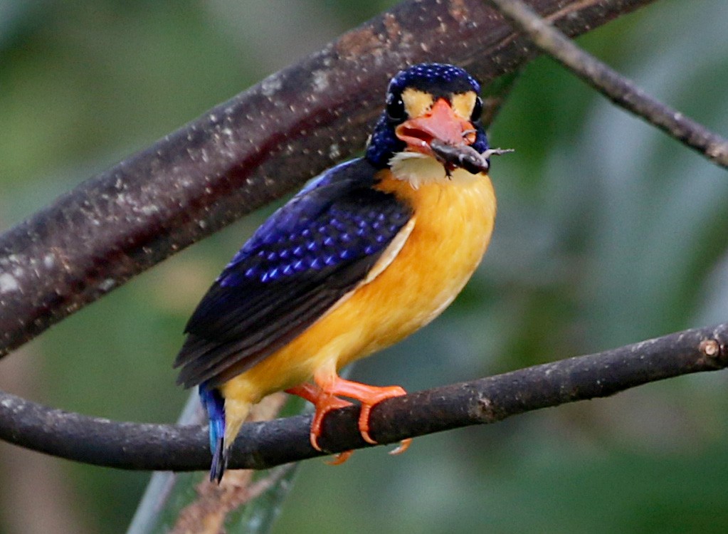 Moluccan Dwarf-Kingfisher (Seram) - ML170313951