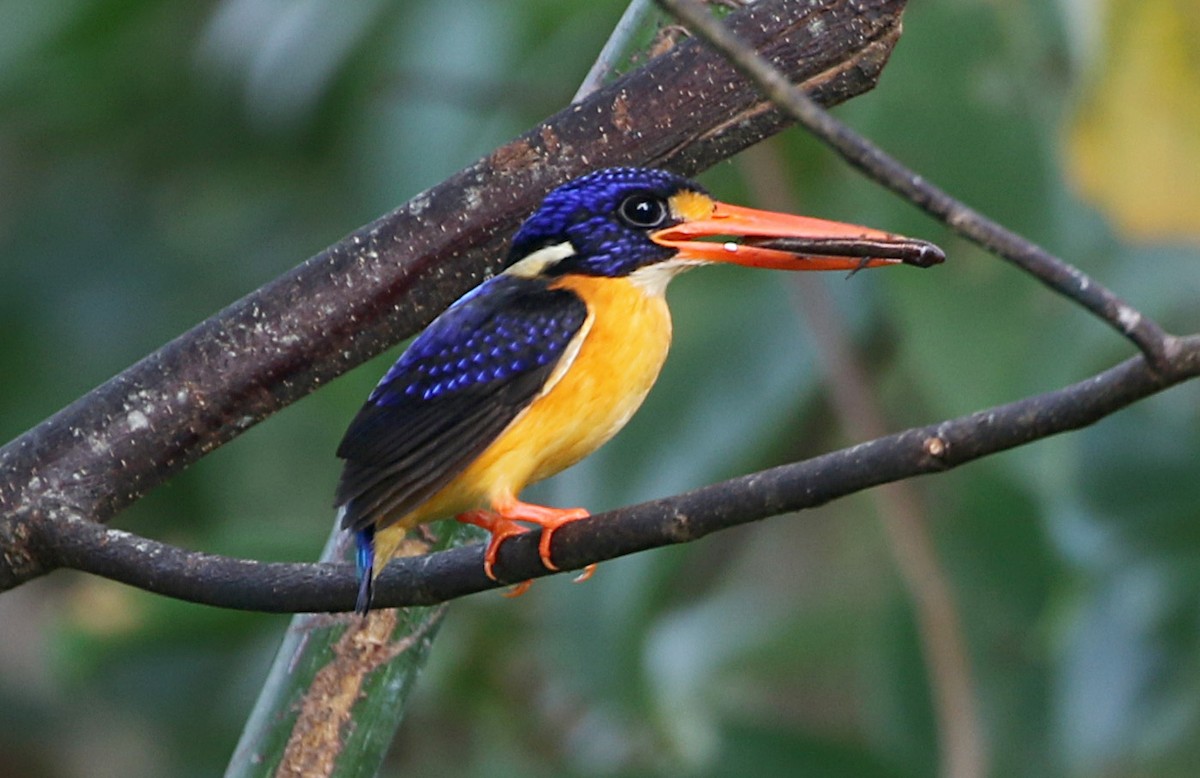 Moluccan Dwarf-Kingfisher (Seram) - ML170313961