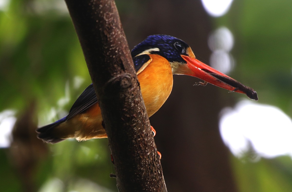 Moluccan Dwarf-Kingfisher (Seram) - Ashley Banwell