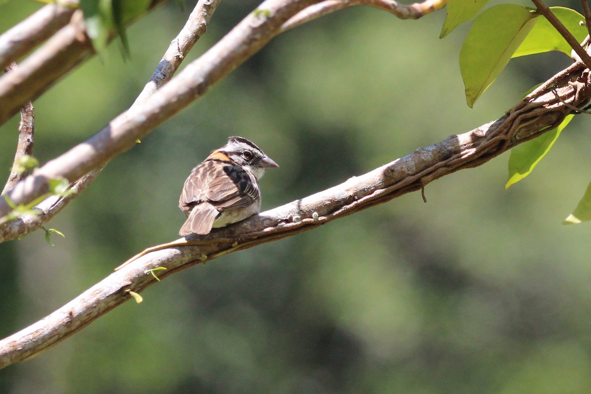 Rufous-collared Sparrow - Henriette de Vries