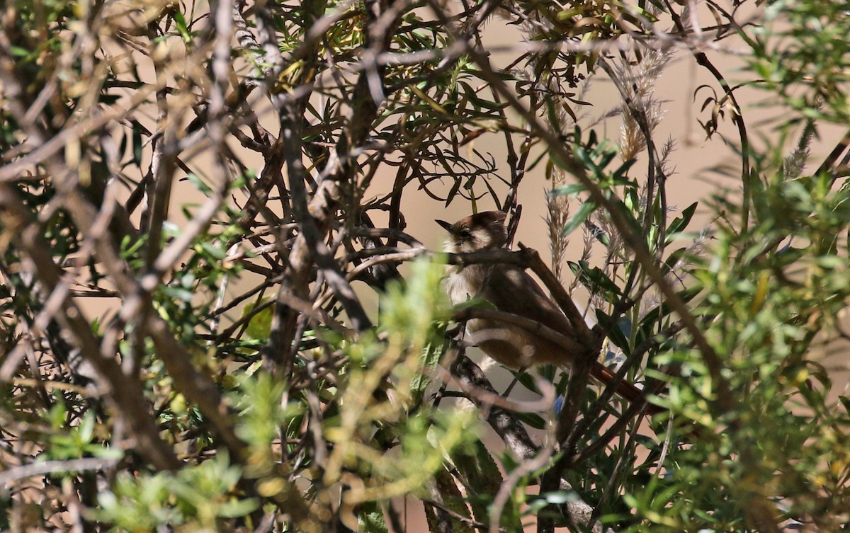 Brown-capped Tit-Spinetail - ML170316901