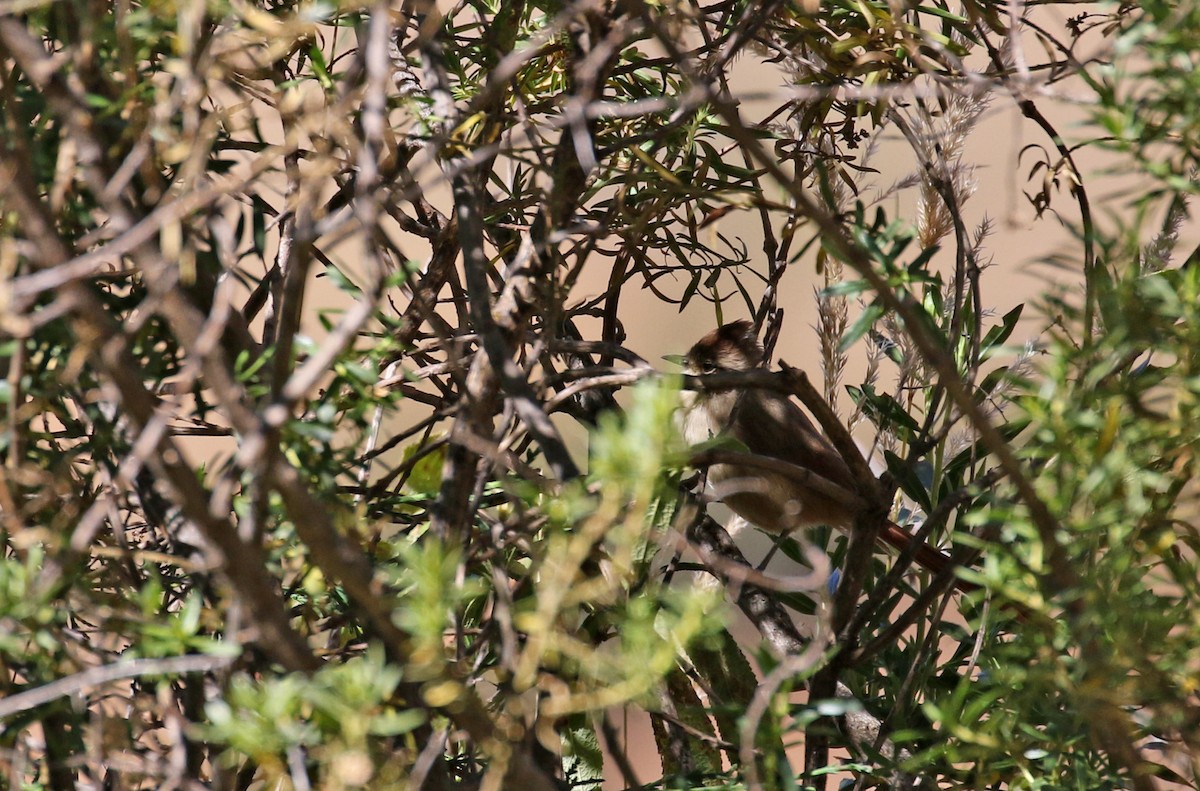 Brown-capped Tit-Spinetail - ML170316911