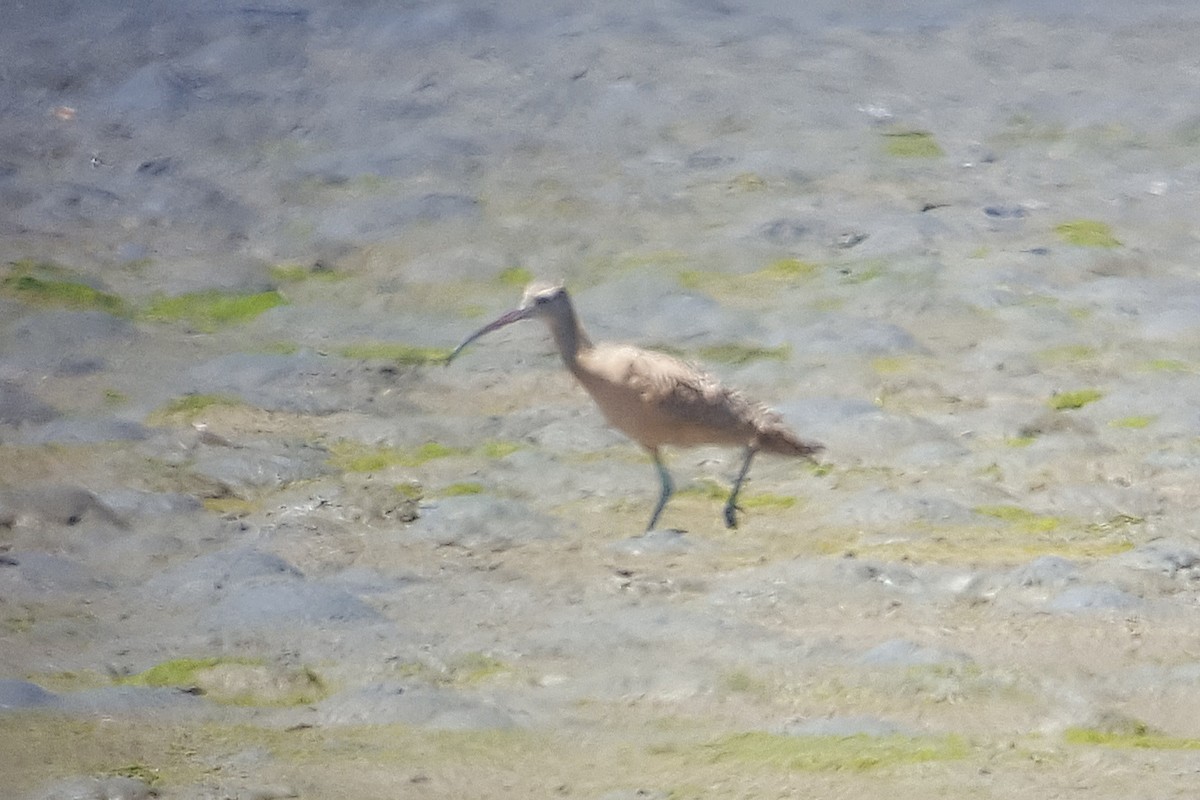 Long-billed Curlew - ML170317241