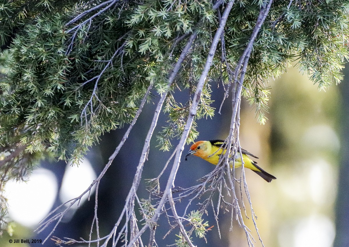 Western Tanager - ML170319261