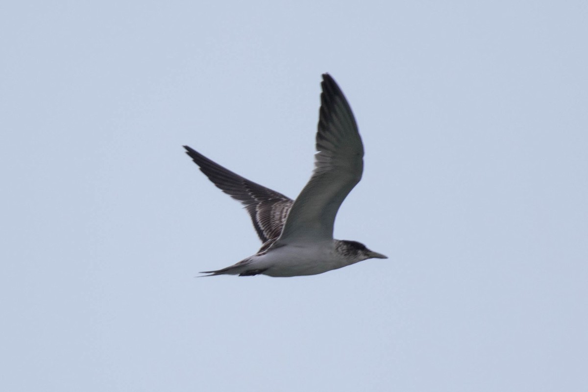 Great Crested Tern - ML170322131