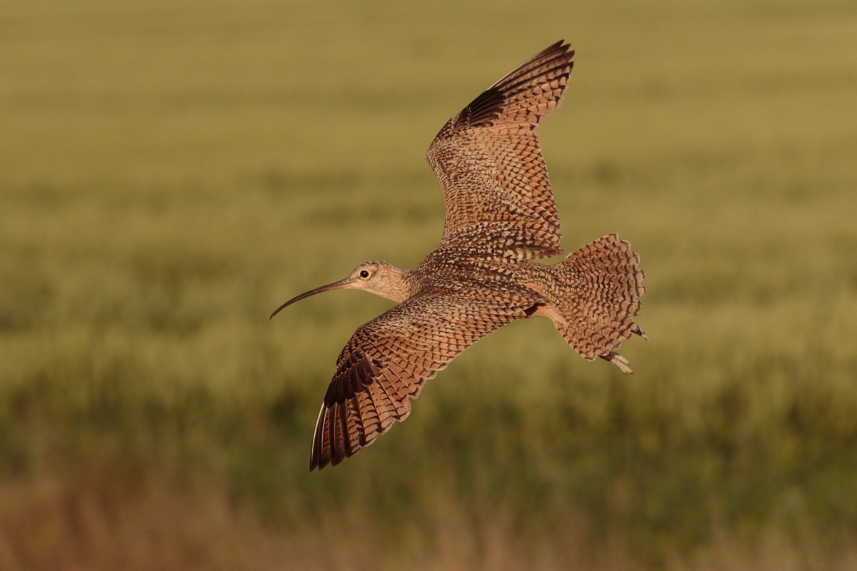 Long-billed Curlew - ML170323551